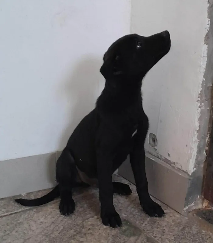 Cachorro ra a SRD-ViraLata idade 2 a 6 meses nome Fêmea 3