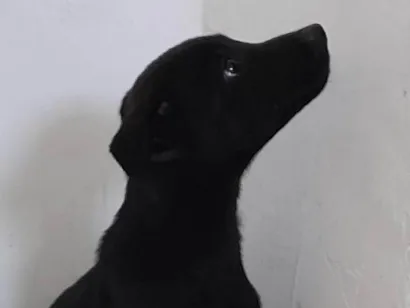 Cachorro raça SRD-ViraLata idade 2 a 6 meses nome Fêmea 3