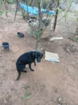 Negão