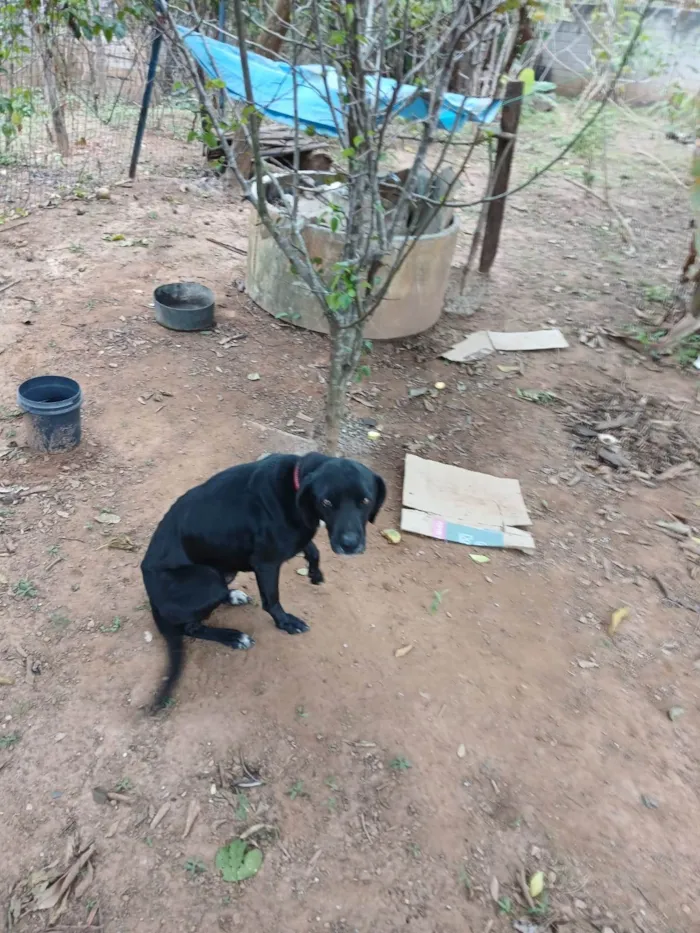Cachorro ra a SRD-ViraLata idade 6 ou mais anos nome Negão