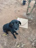 Negão