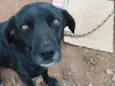 Negão