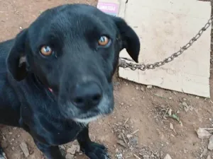 Cachorro raça SRD-ViraLata idade 6 ou mais anos nome Negão