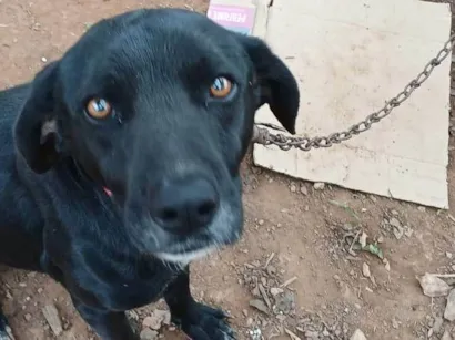 Cachorro raça SRD-ViraLata idade 6 ou mais anos nome Negão