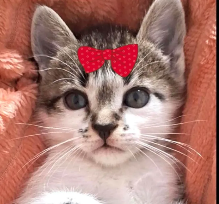 Gato ra a SRD-ViraLata idade 2 a 6 meses nome Julia 