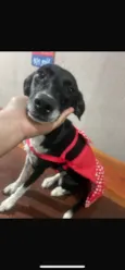 MAYA