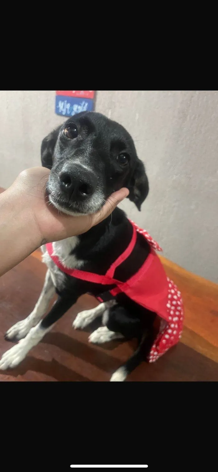 Cachorro ra a SRD-ViraLata idade 7 a 11 meses nome MAYA