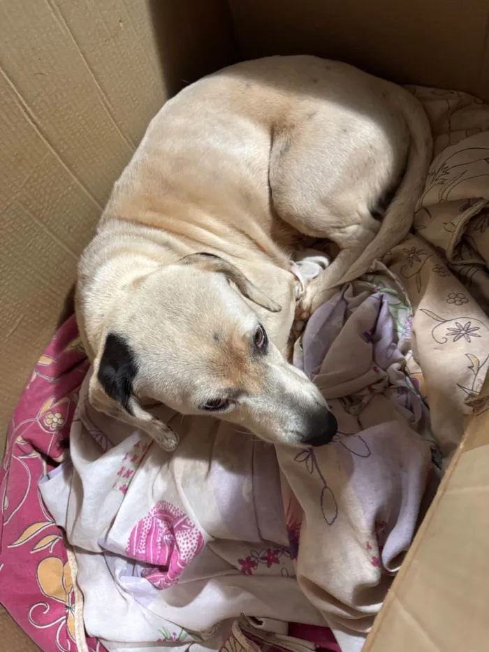 Cachorro ra a SRD-ViraLata idade 1 ano nome Branquinha 