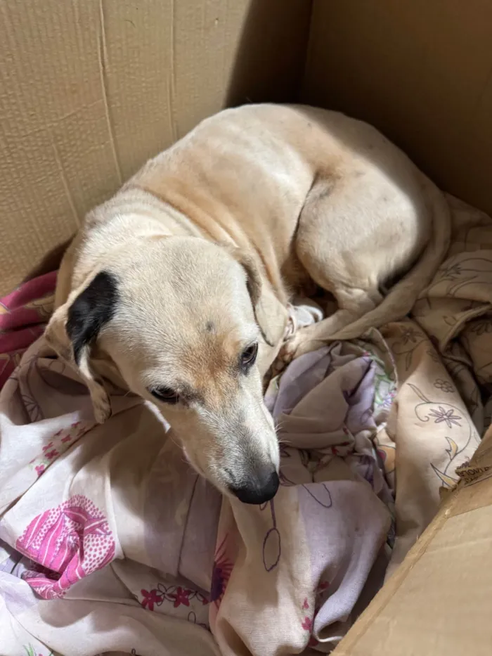 Cachorro ra a SRD-ViraLata idade 1 ano nome Branquinha 
