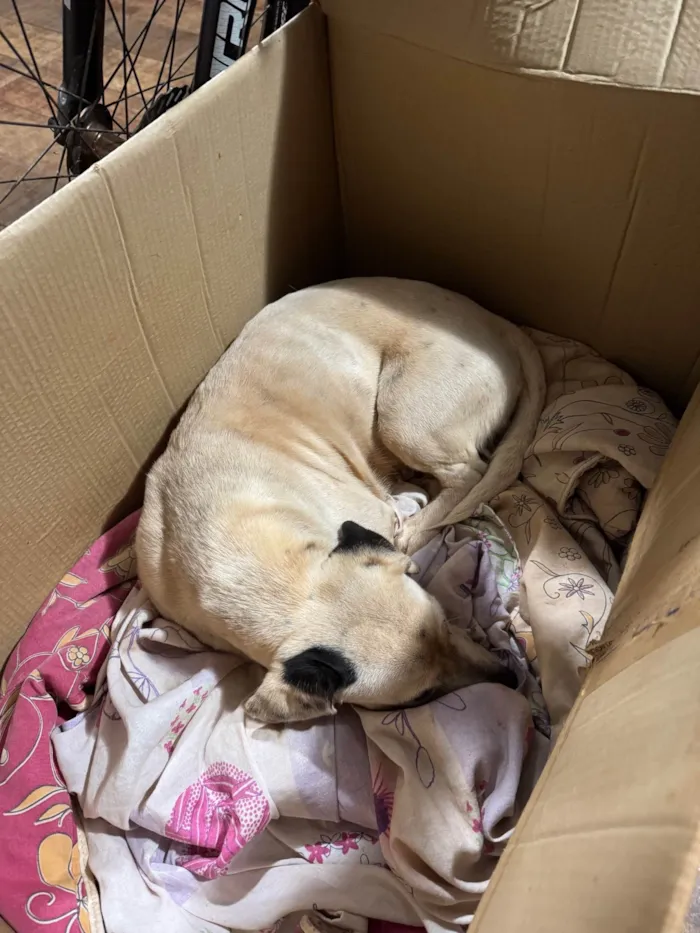 Cachorro ra a SRD-ViraLata idade 1 ano nome Branquinha 