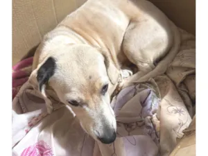 Cachorro raça SRD-ViraLata idade 1 ano nome Branquinha 