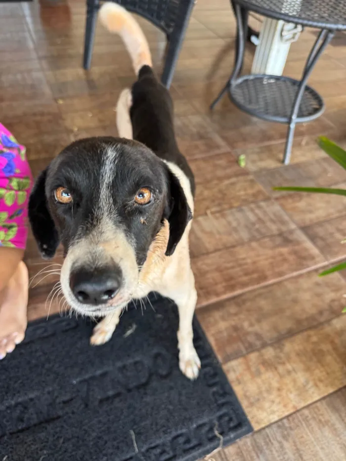 Cachorro ra a SRD-ViraLata idade 1 ano nome Costelinha 