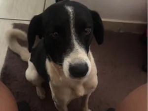 Cachorro raça SRD-ViraLata idade 1 ano nome Costelinha 