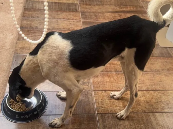 Cachorro ra a SRD-ViraLata idade 1 ano nome Costelinha 