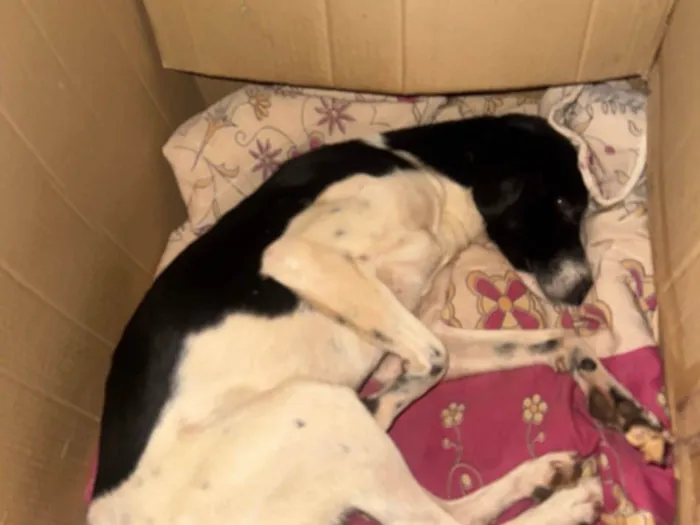 Cachorro ra a SRD-ViraLata idade 1 ano nome Costelinha 