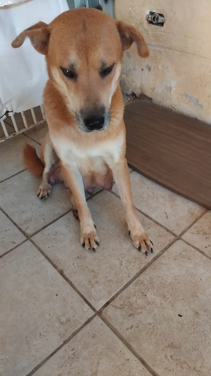 Cachorro ra a SRD-ViraLata idade 3 anos nome Zara
