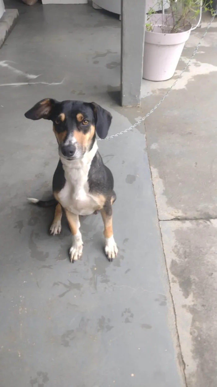 Cachorro ra a SRD-ViraLata idade 1 ano nome Nega 