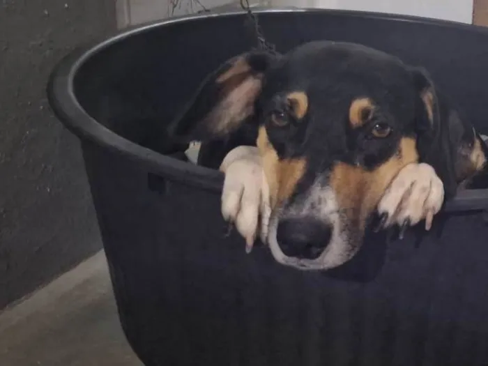 Cachorro ra a SRD-ViraLata idade 1 ano nome Nega 