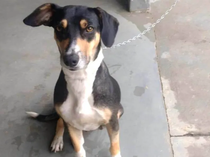 Cachorro ra a SRD-ViraLata idade 1 ano nome Nega 