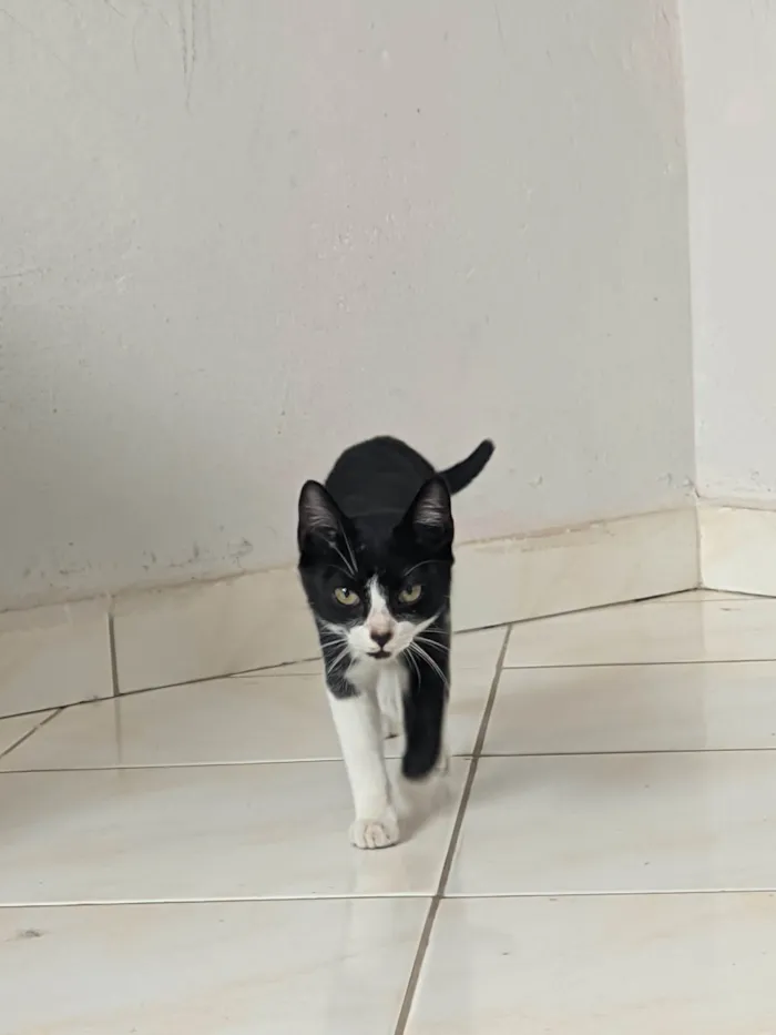 Gato ra a SRD-ViraLata idade 2 a 6 meses nome Lupita