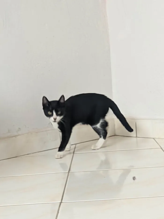 Gato ra a SRD-ViraLata idade 2 a 6 meses nome Lupita