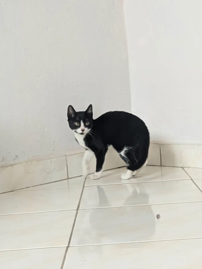 Gato ra a SRD-ViraLata idade 2 a 6 meses nome Lupita