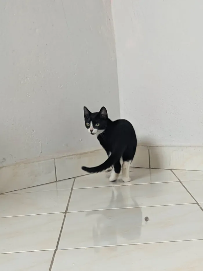 Gato ra a SRD-ViraLata idade 2 a 6 meses nome Lupita