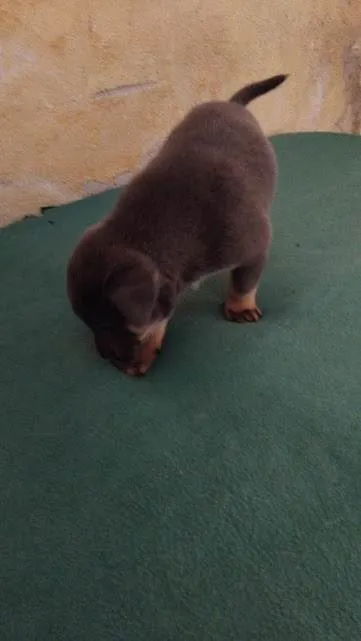 Cachorro ra a SRD-ViraLata idade Abaixo de 2 meses nome Sem nome ainda