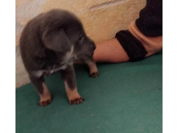 Cachorro ra a SRD-ViraLata idade Abaixo de 2 meses nome Sem nome ainda