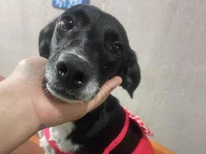 Cachorro raça SRD-ViraLata idade 7 a 11 meses nome MAYA