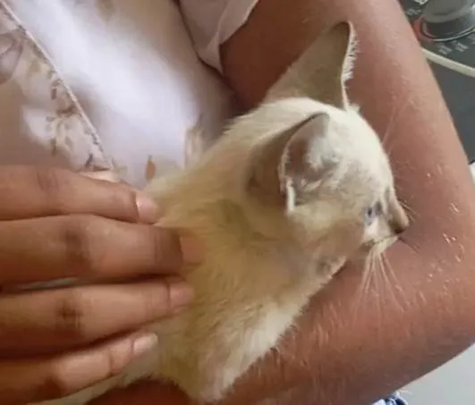 Gato ra a Siamês idade Abaixo de 2 meses nome Florzinha 