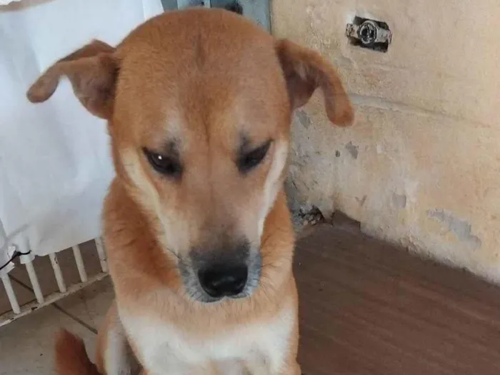 Cachorro ra a SRD-ViraLata idade 3 anos nome Zara
