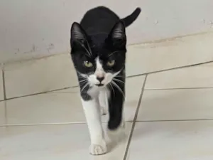Gato raça SRD-ViraLata idade 2 a 6 meses nome Lupita