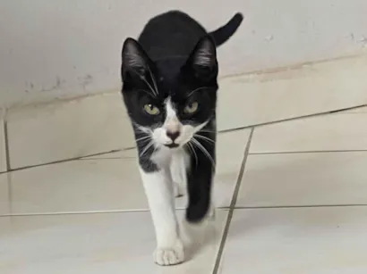 Gato raça SRD-ViraLata idade 2 a 6 meses nome Lupita