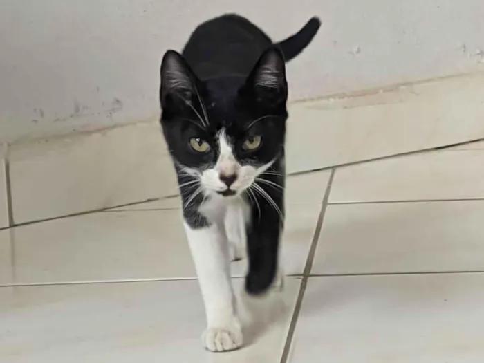 Gato ra a SRD-ViraLata idade 2 a 6 meses nome Lupita