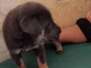 Cachorro raça SRD-ViraLata idade Abaixo de 2 meses nome Sem nome ainda