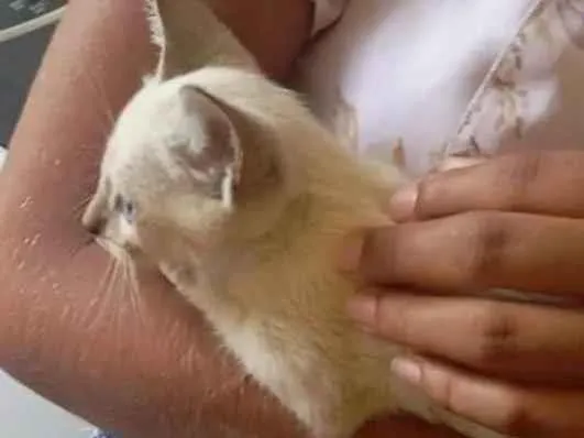 Gato ra a Siamês idade Abaixo de 2 meses nome Florzinha 