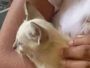 Gato raça Siamês idade Abaixo de 2 meses nome Florzinha 