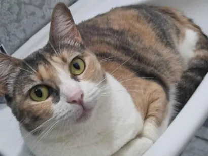 Gato raça SRD-ViraLata idade 2 anos nome Nina