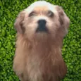 Bigodinho 