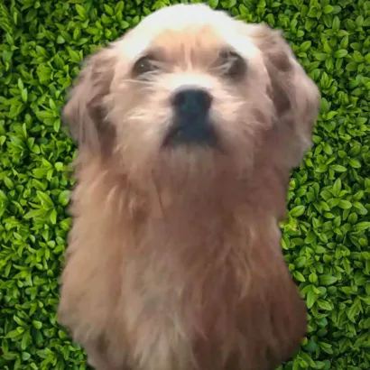 Cachorro raça SRD-ViraLata idade 2 anos nome Bigodinho 