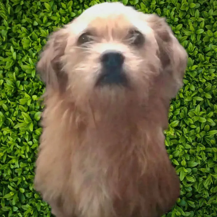 Cachorro ra a SRD-ViraLata idade 2 anos nome Bigodinho 