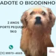 Bigodinho 