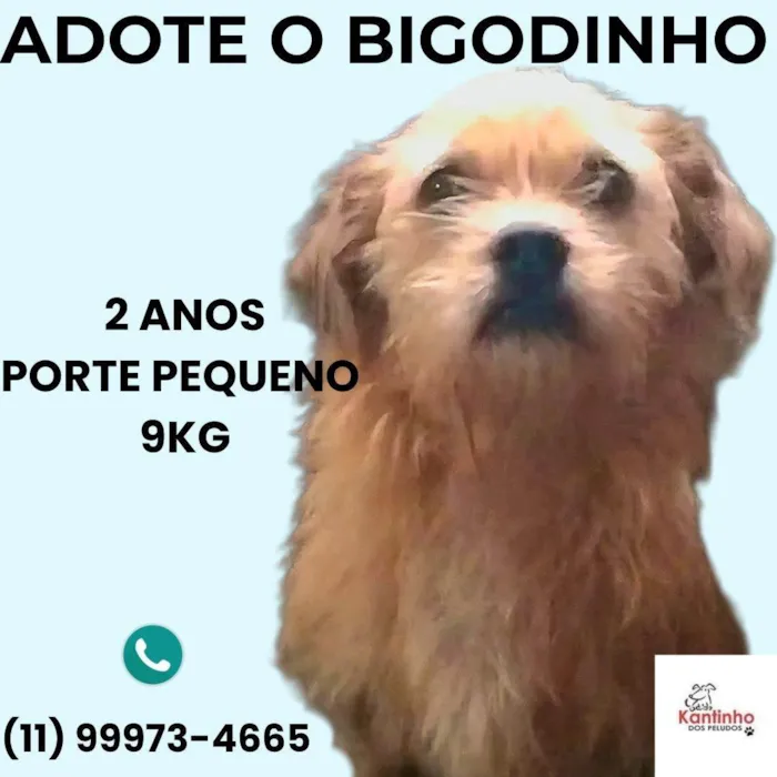 Cachorro ra a SRD-ViraLata idade 2 anos nome Bigodinho 