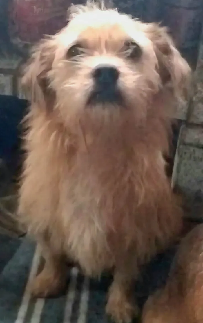 Cachorro ra a SRD-ViraLata idade 2 anos nome Bigodinho 