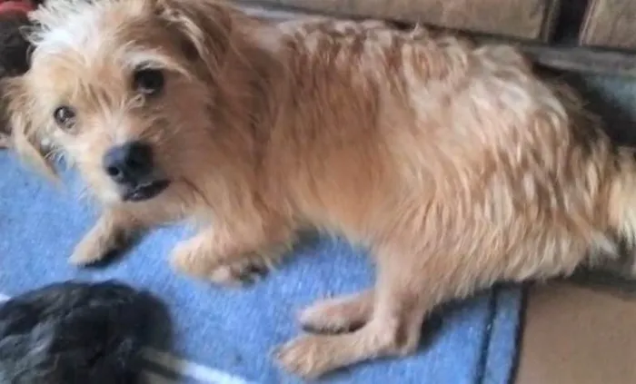 Cachorro ra a SRD-ViraLata idade 2 anos nome Bigodinho 