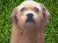 Bigodinho 