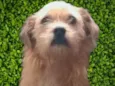 Bigodinho 