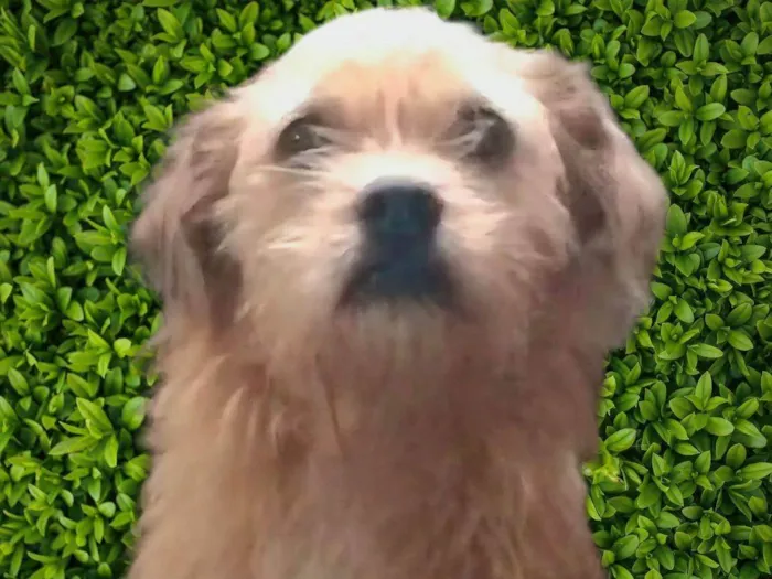 Cachorro ra a SRD-ViraLata idade 2 anos nome Bigodinho 