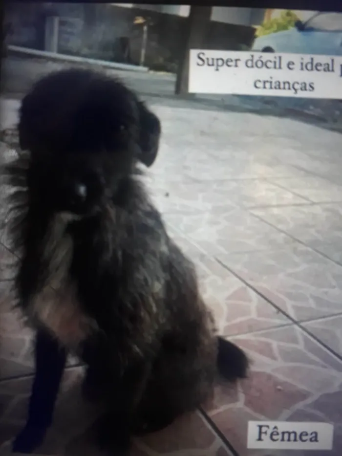 Cachorro ra a SRD-ViraLata idade 2 anos nome Belinha